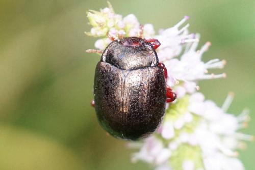 Réf. 215 855 : Chrysolina bankii